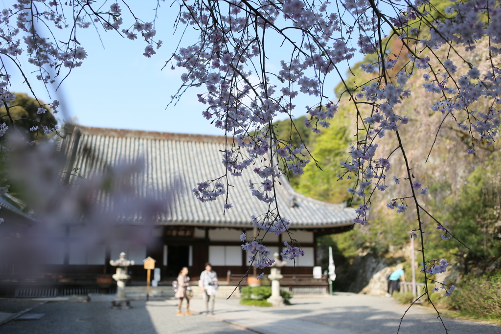 桜日和ちょっと過ぎ