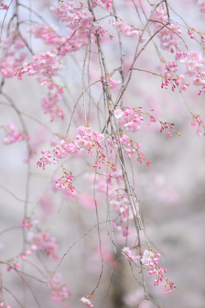 女性