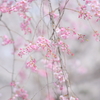 女性