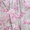 女性