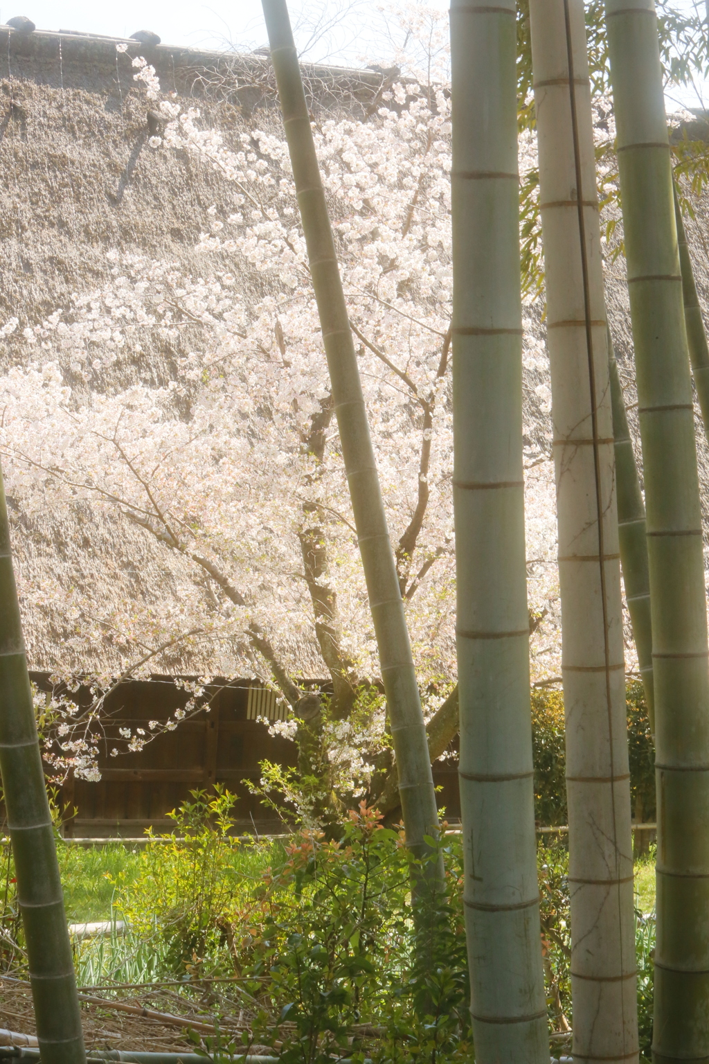 里山の春