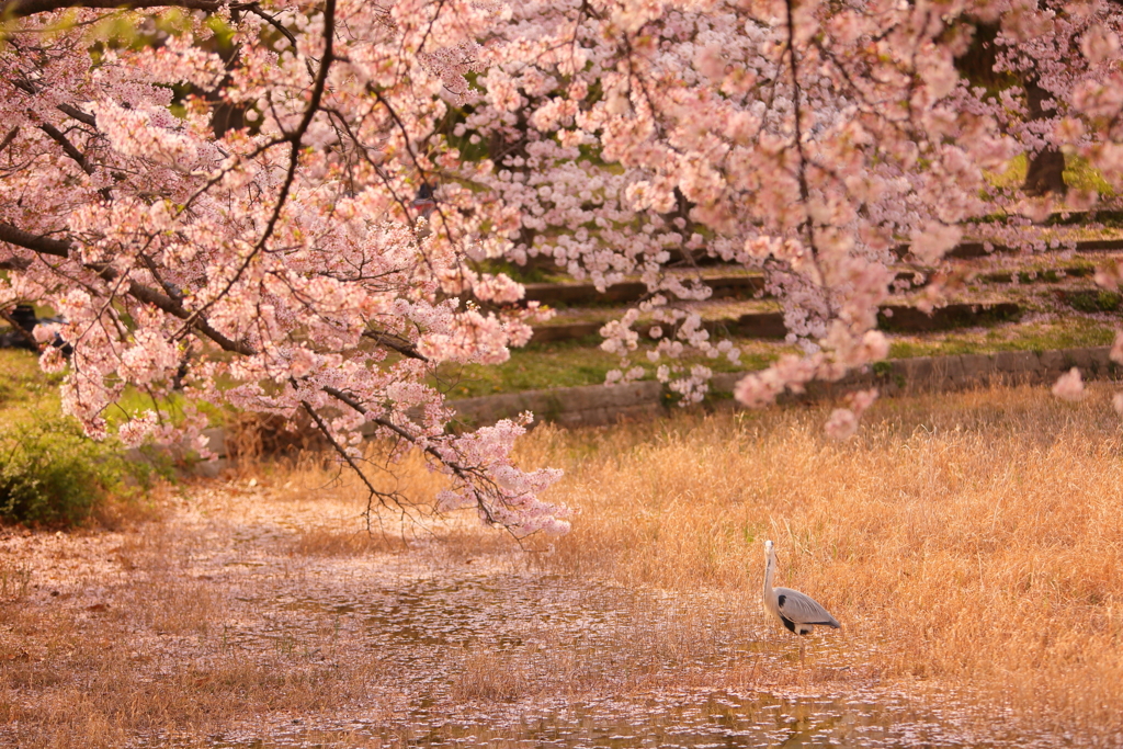 桜と池と鳥を撮る