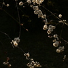 kuroume