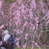 みごろ