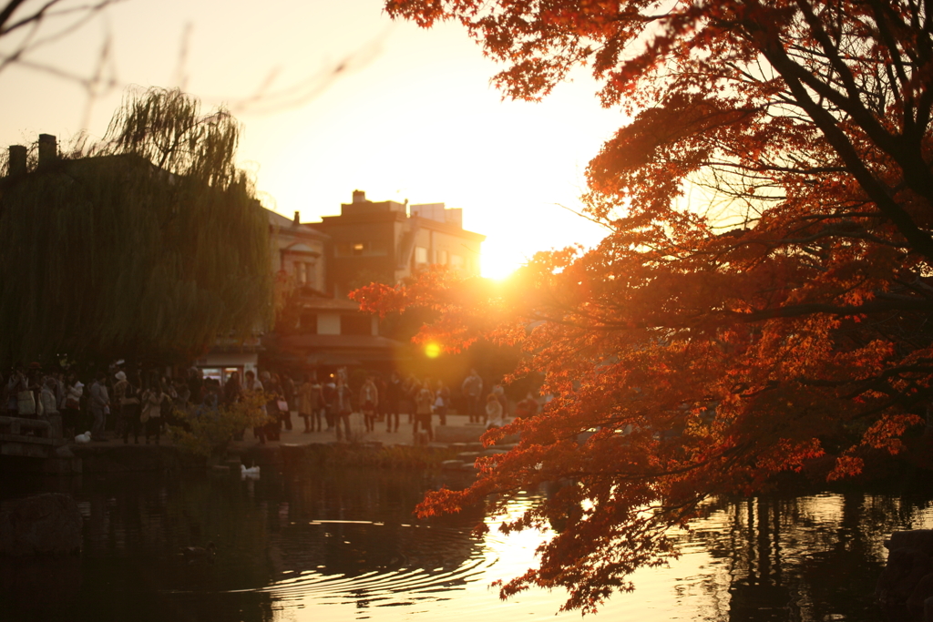 京都円山公園の夕日