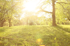 yellow grass