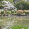 一本桜