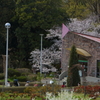 THE 桜