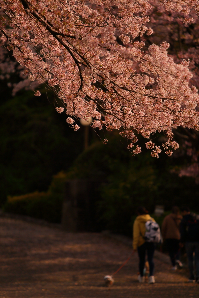 桜