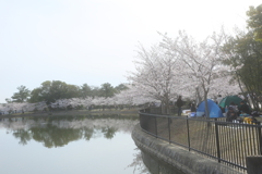 湖面沿の風景