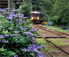 紫陽花の駅にて