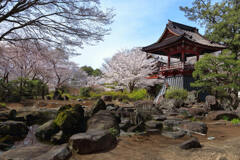 近所のお寺さんにて(春))