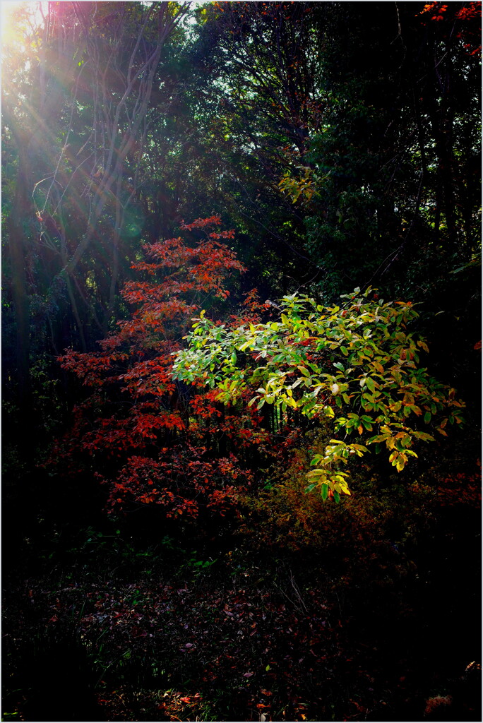 自宅付近にて-2