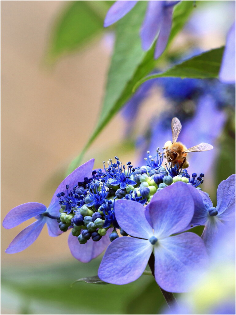 蜜蜂