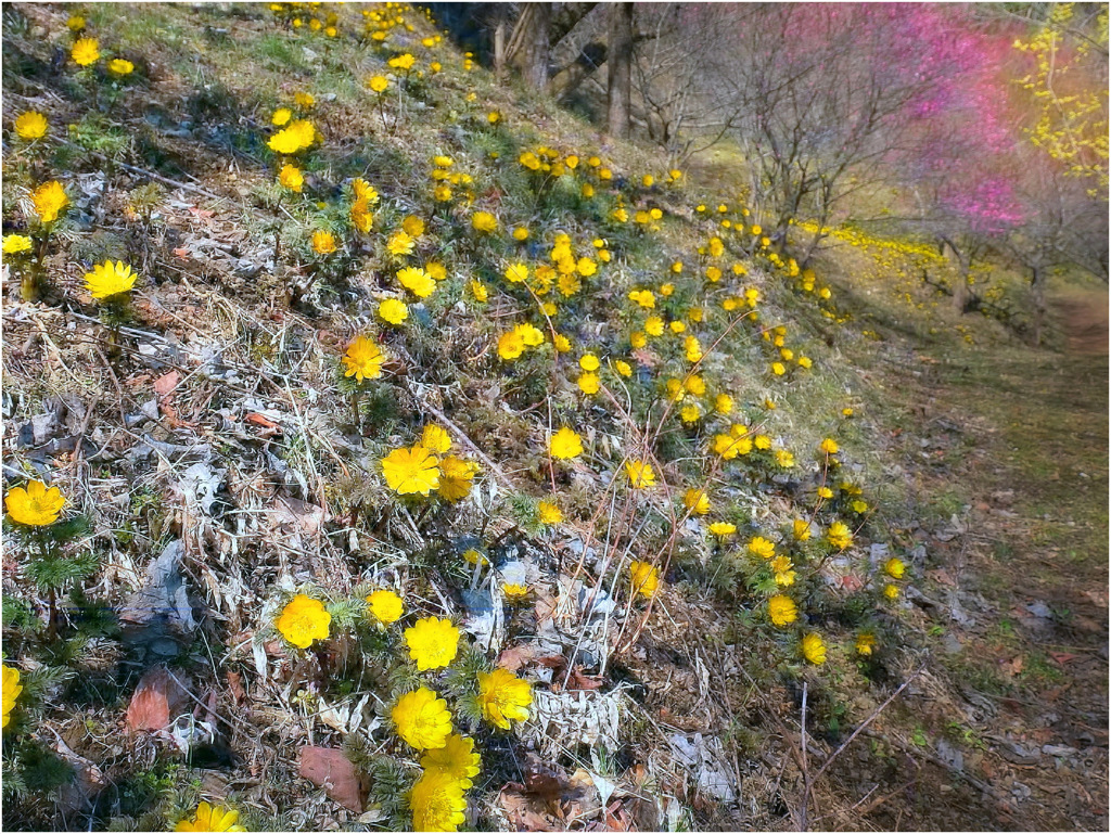 福寿草の群生