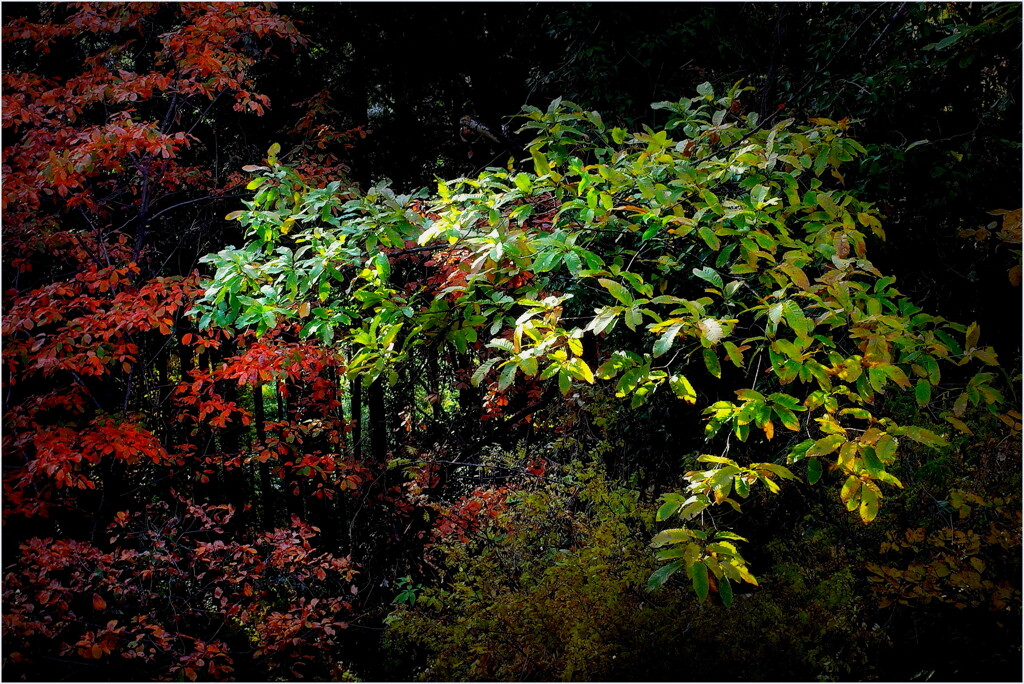 自宅付近にて-3