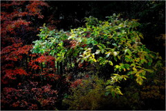 自宅付近にて-3