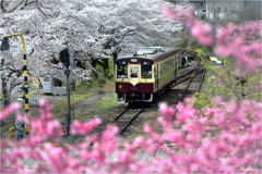ローカル線の春-2
