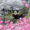 ローカル線の春-2