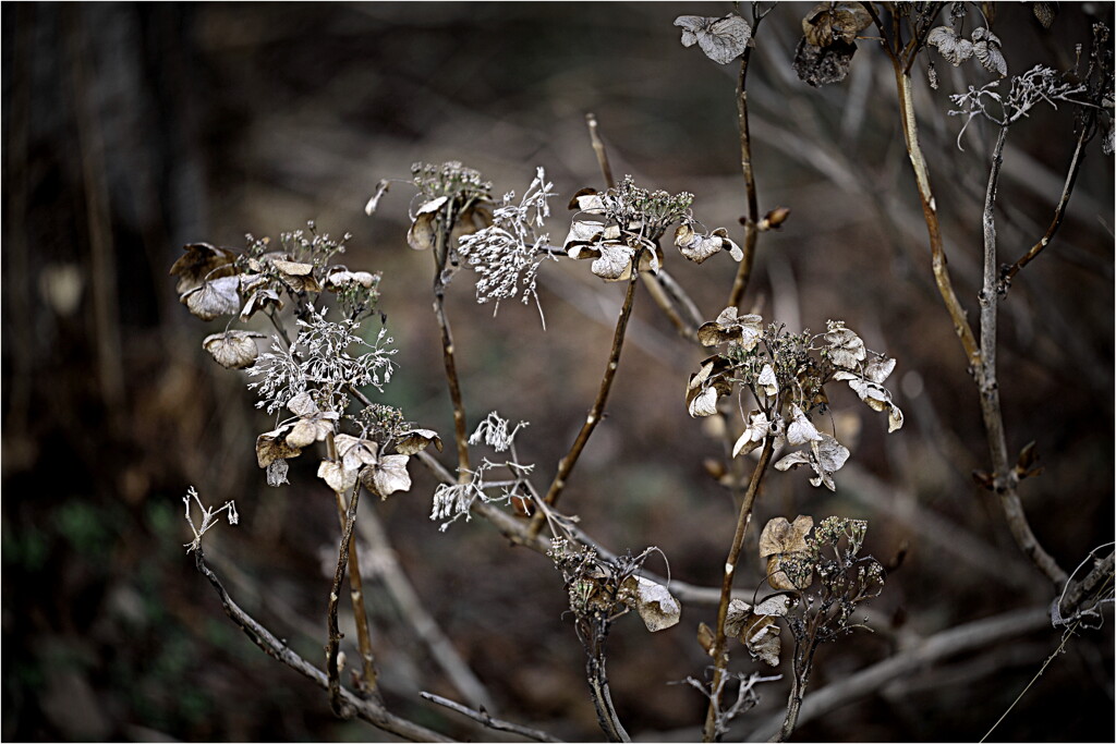 冬の紫陽花