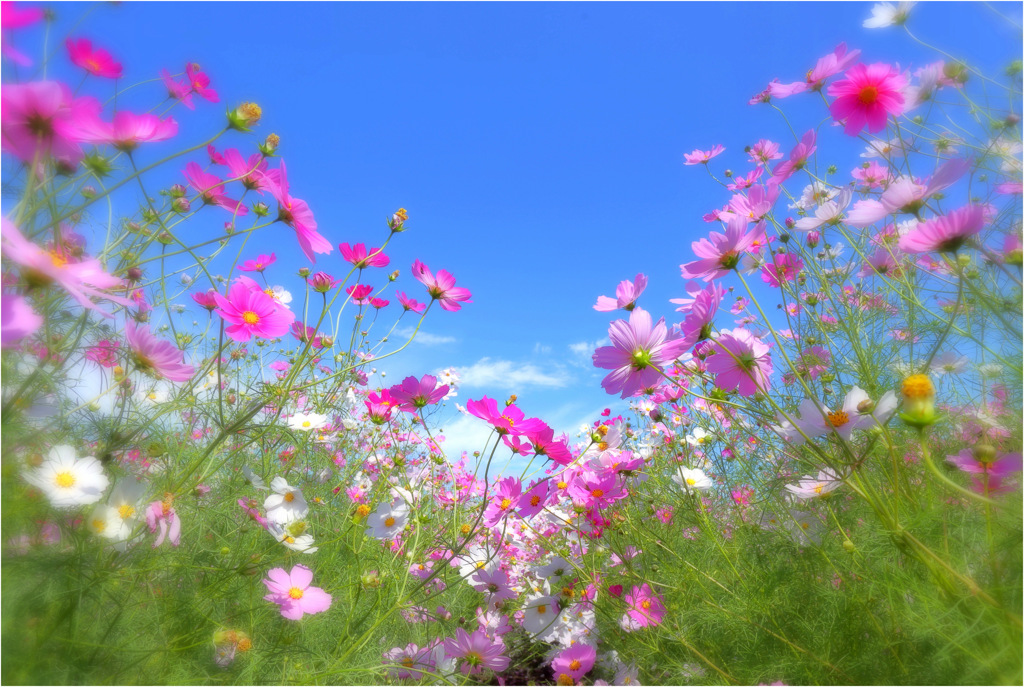 秋桜-2