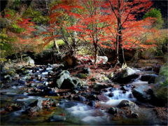 晩秋の川面-6