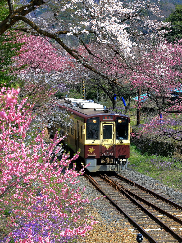 ローカル線の春-3