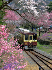 ローカル線の春-3