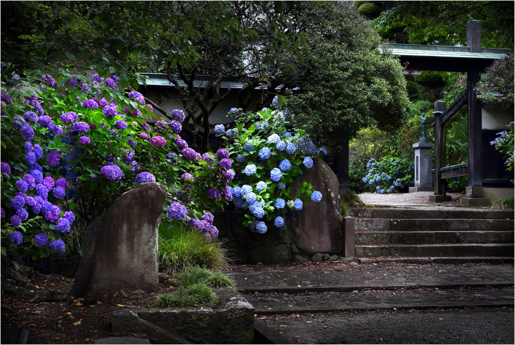 紫陽花寺の門前にて