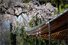 枝垂れ桜咲く-2