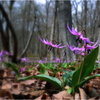 かたくりの花