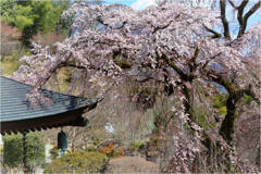 枝垂れ桜咲く-1