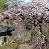 枝垂れ桜咲く-1