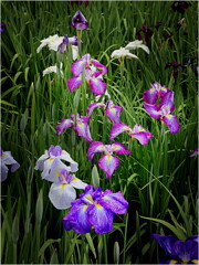 花菖蒲