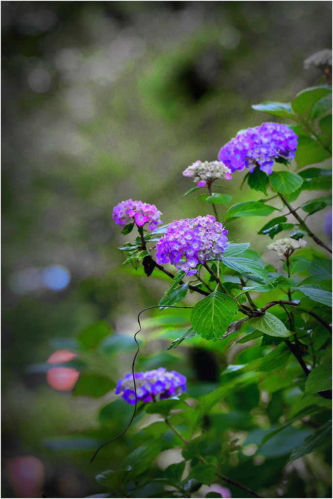 紫陽花