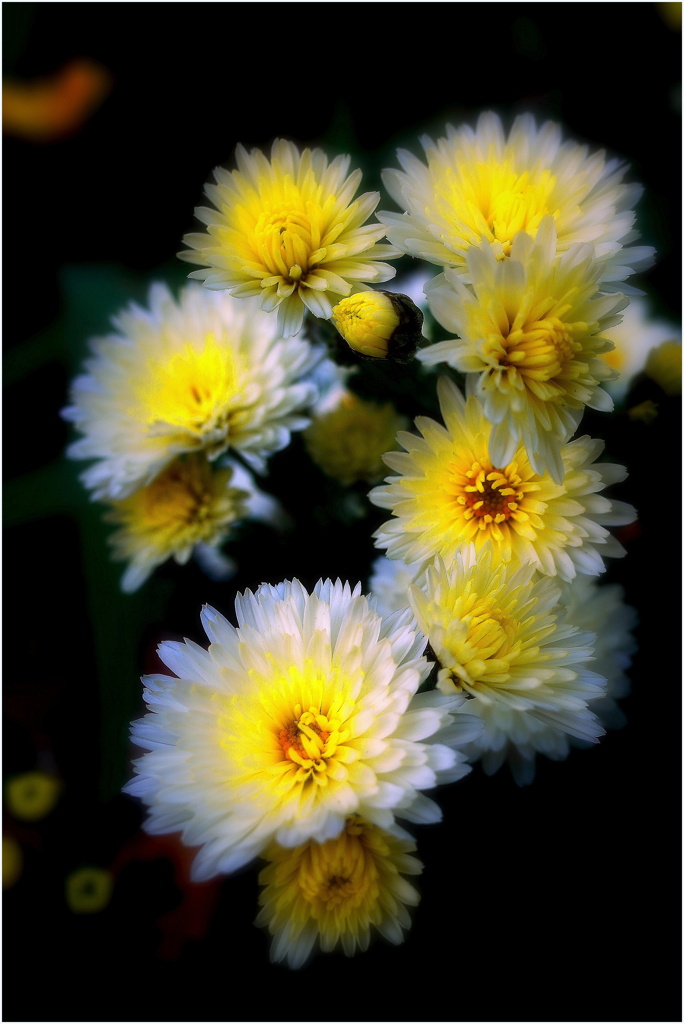 自宅付近にて-1