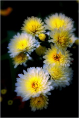 自宅付近にて-1