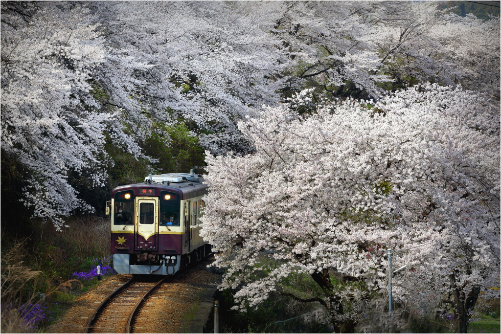 ローカル線の春-1