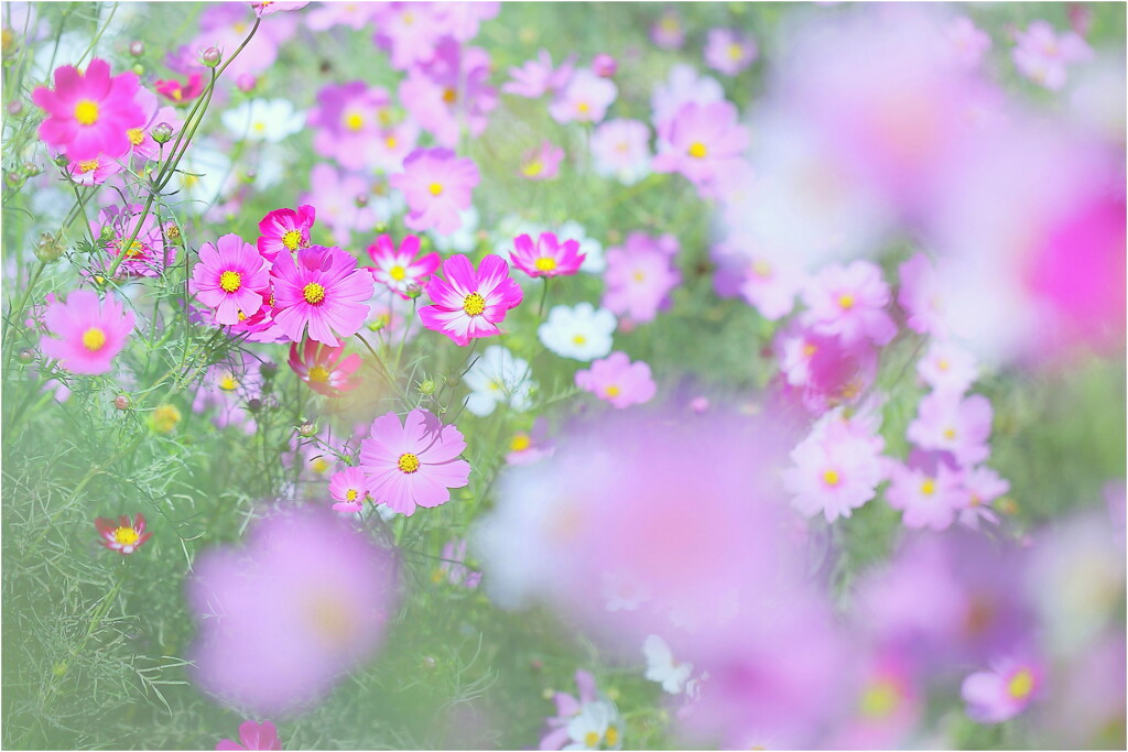 秋桜