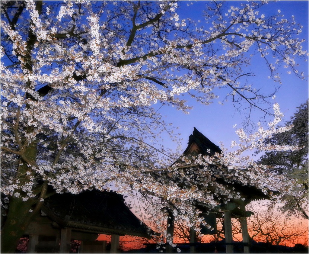 珊瑚寺の夜桜