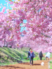 河津桜の散歩道