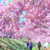 河津桜の散歩道