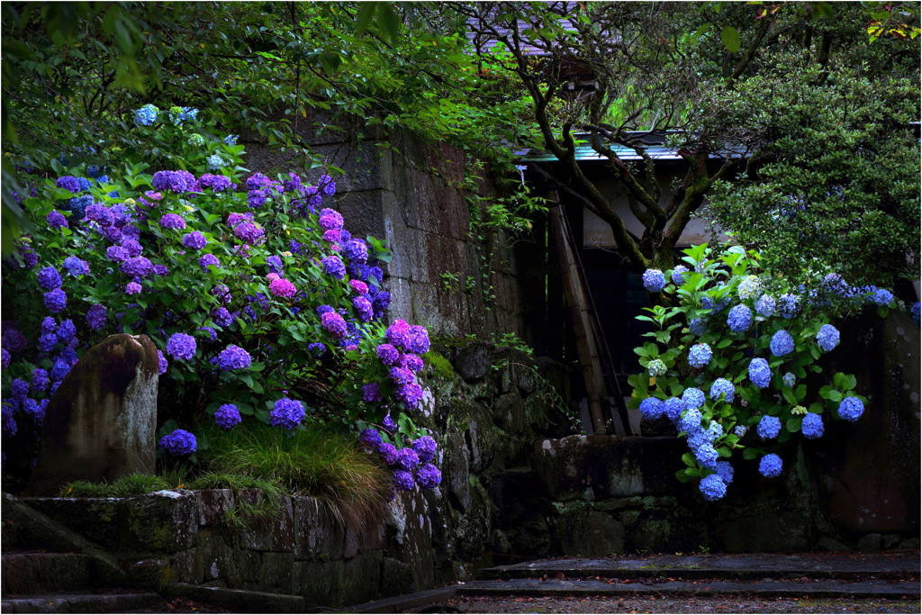 門前の紫陽花