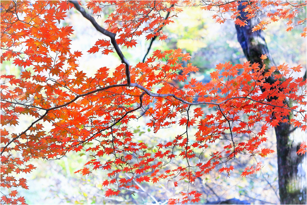 紅葉