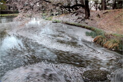 花筏(はないかだ)