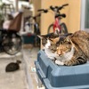 おひるねこ