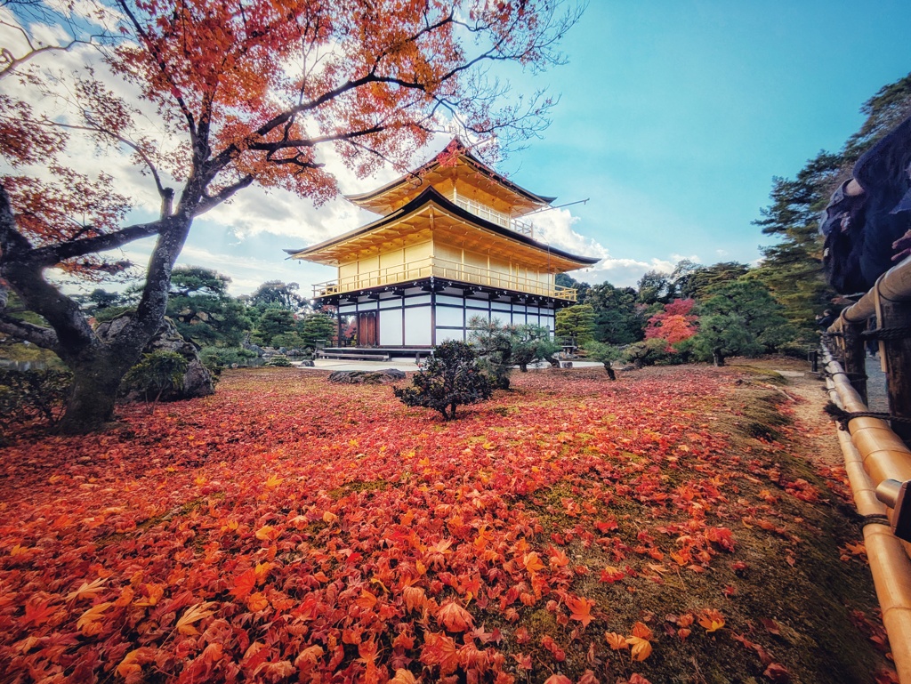 散りモミジ