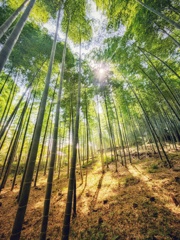 嵐山竹林