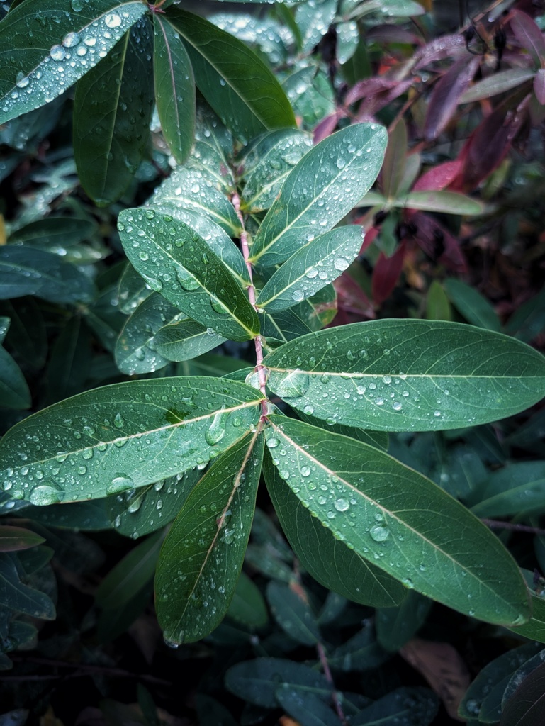 雨上がり