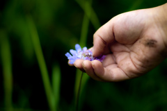 摘まれそうになる花を